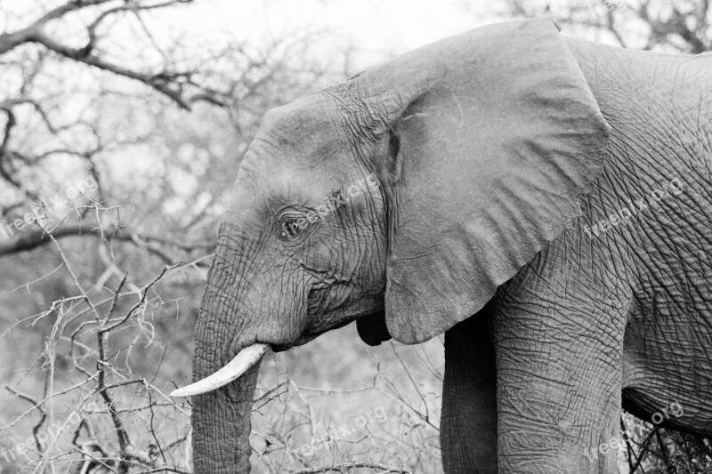 Elephant Pachyderm Wildlife Tusk Endangered