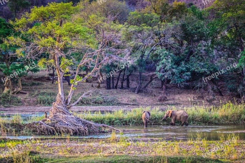 Elephants Nature Wildlife Game Conservation