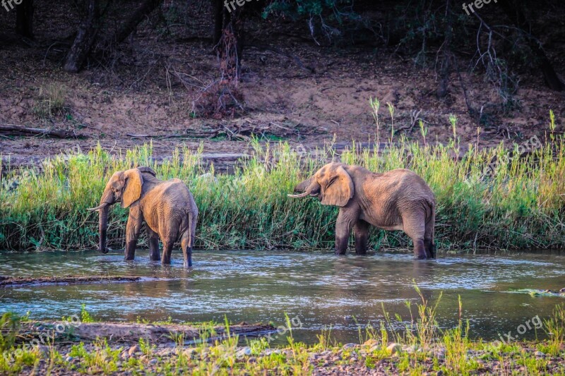 Elephants Wildlife Nature Pachyderm Tusk