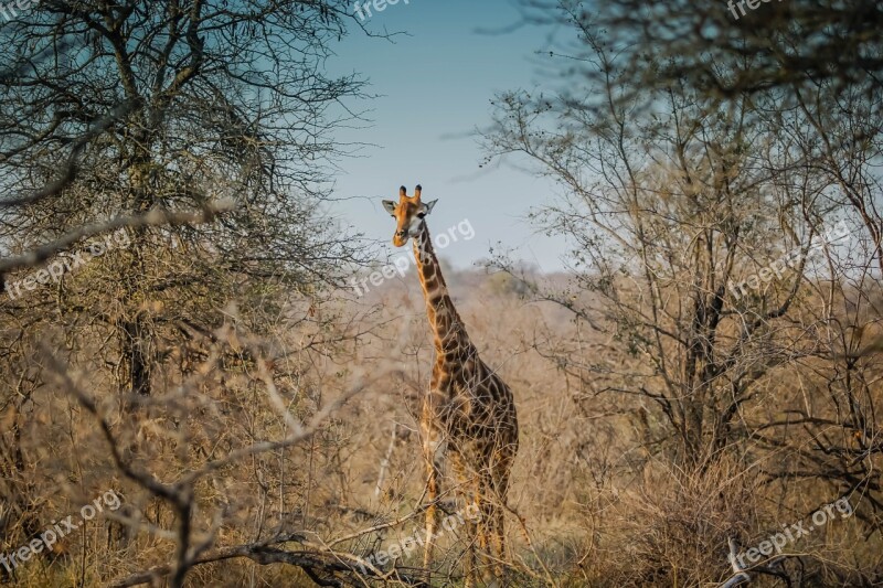 Giraffe Wildlife African Animal Nature