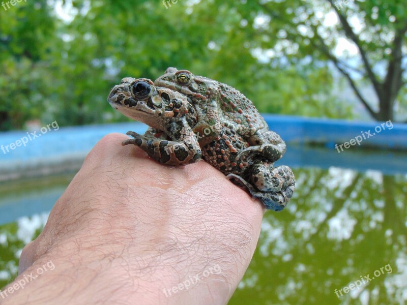 Frog Pool Green Nature Wildlife