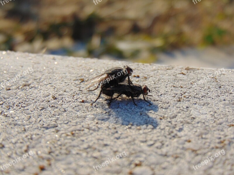 Mating Flies Nature Insect Bug