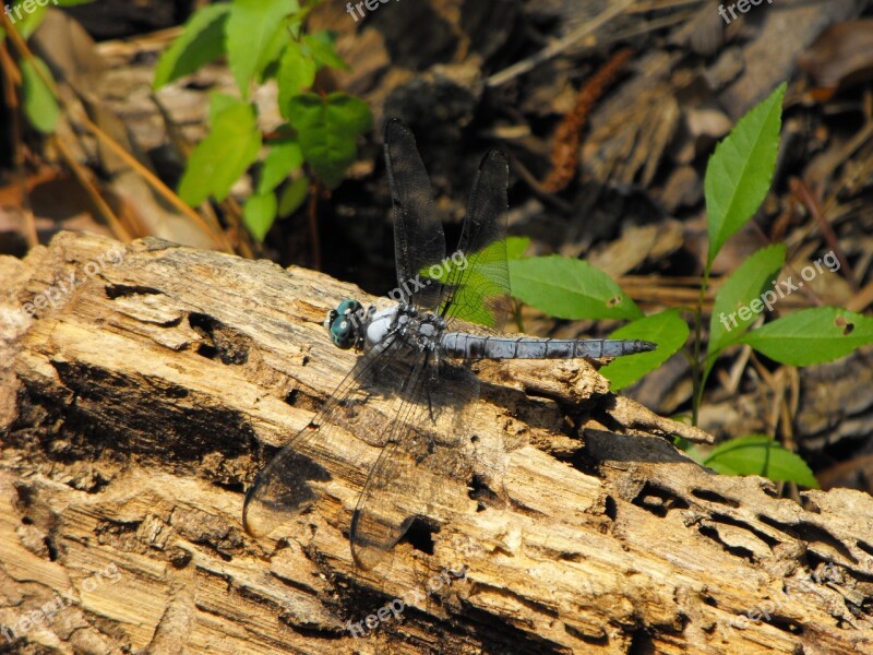 Dragonfly Nature Insect Wing Winged