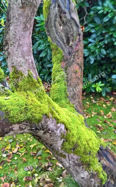 Nature Old Tree Apple Tree Nearly 70 Years Old Garden