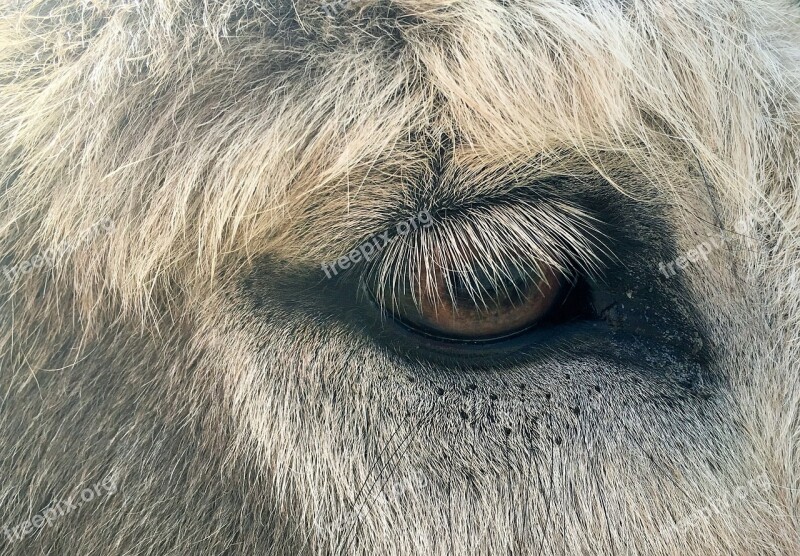 Animal Eye Fur Eyelashes Donkey Free Photos