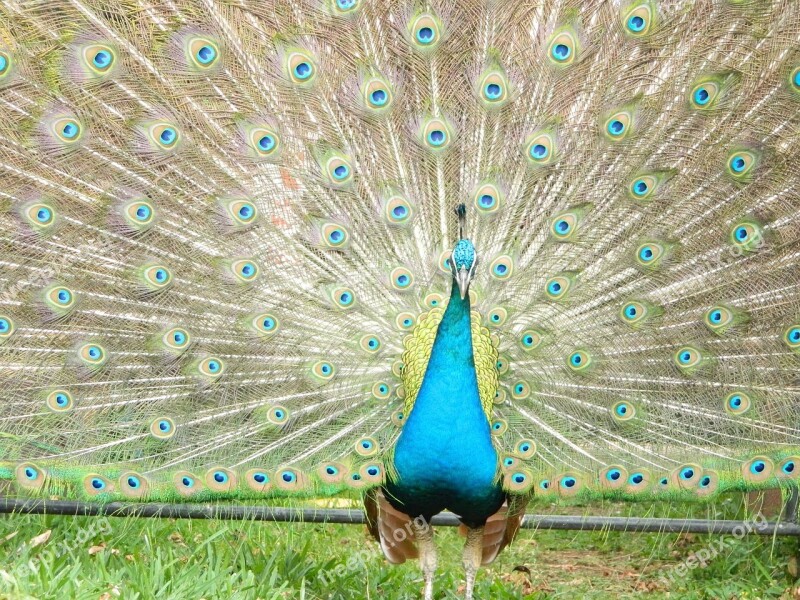 Peacock Ave Zoo Animal Colorful