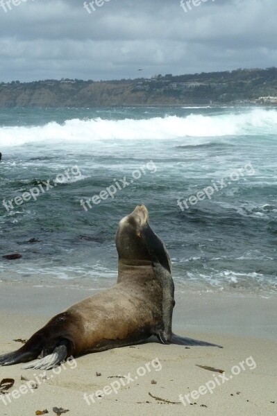 Sea ​​lion Beach Coast San Diego Wildlife