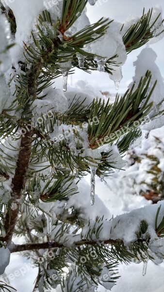 Pinus Edulis Pin Evergreen Tree Snow