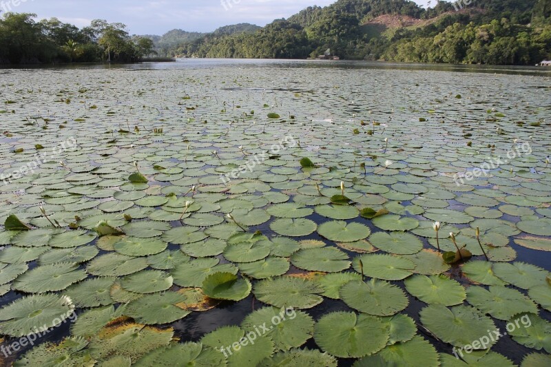 Water River Nature Landscape Jungle