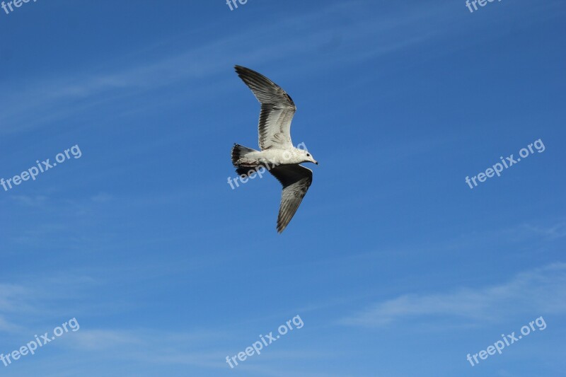 Ave Seagull Bird Sky Wings