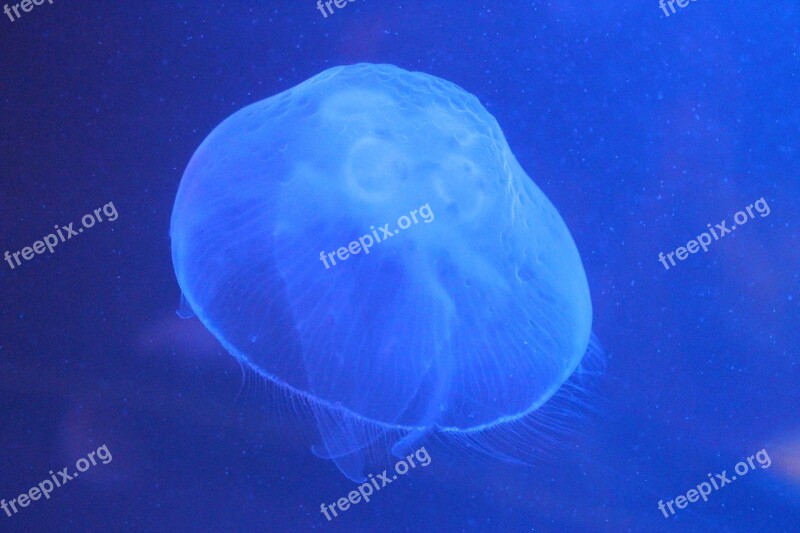 Medusa Sea Ocean Jellyfish Jelly