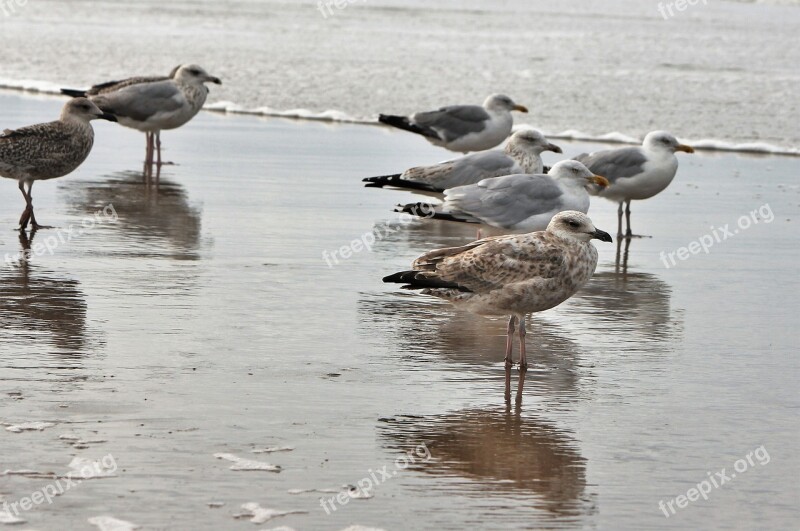 Gulls Sea Animal Birds Beach Bank