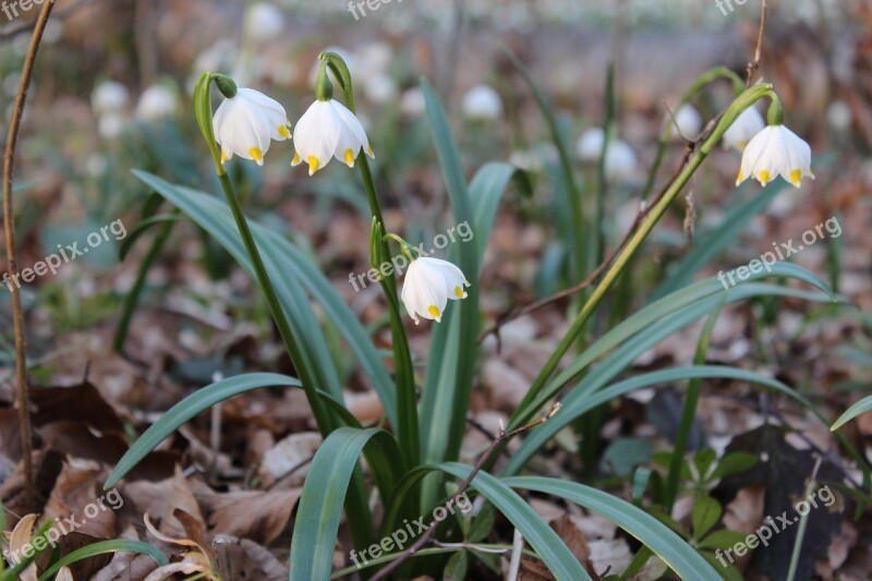 Plant White Blossom Bloom Snowflake