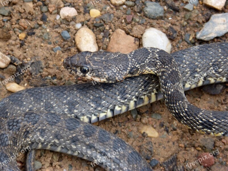 Snake Threat Legua Bifida Culebra De Herradura Screwed