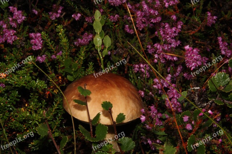 Mushroom Cap Iceland Fern Flowers