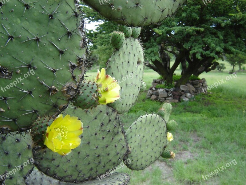 Mexico Teotihuacan Cactus Flower Free Photos