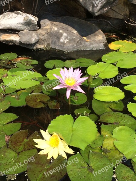 Lotus Lotus Flower Renko Pond Aquatic Plant