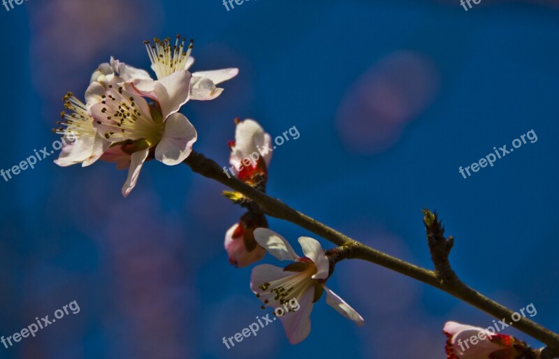 Beautiful Flowers Plum Boring Shooting