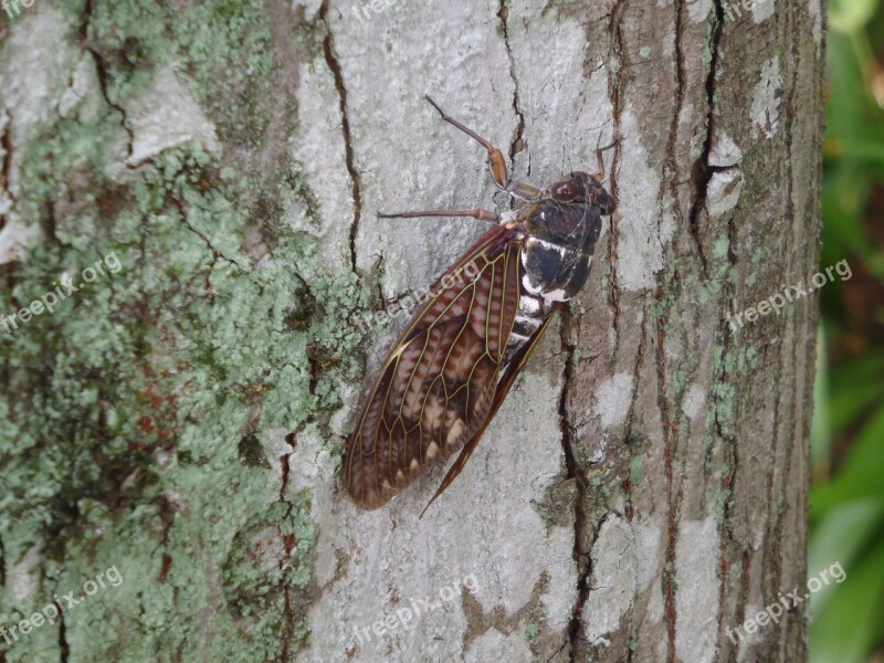 Cicada Short-lived Intense Heat Adult Free Photos