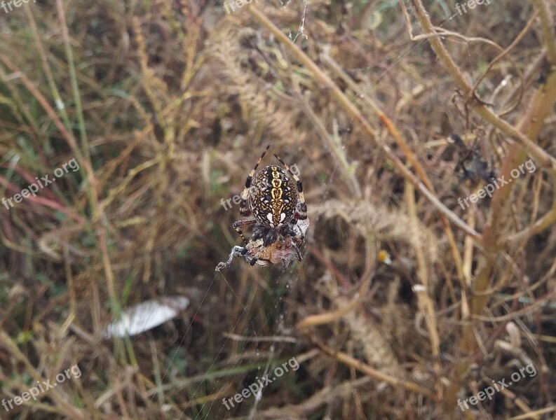 Spider Araneus Diadematus Spider With Prey Spider's Colors Free Photos