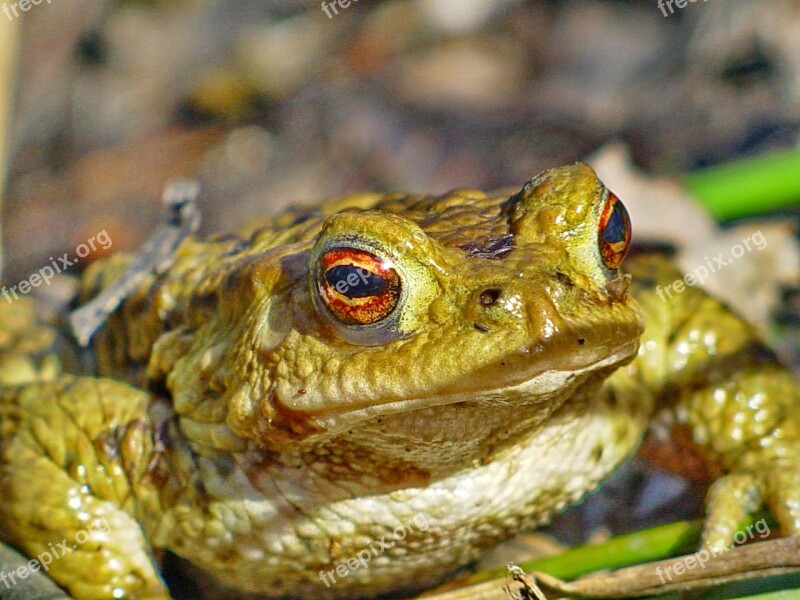 Frog Toad Amphibians Nature Animal