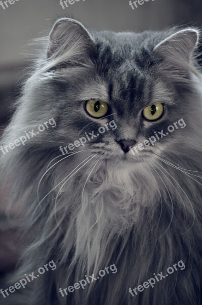 Cat Pet Fluffy Cat Gray Cat Cat Looking