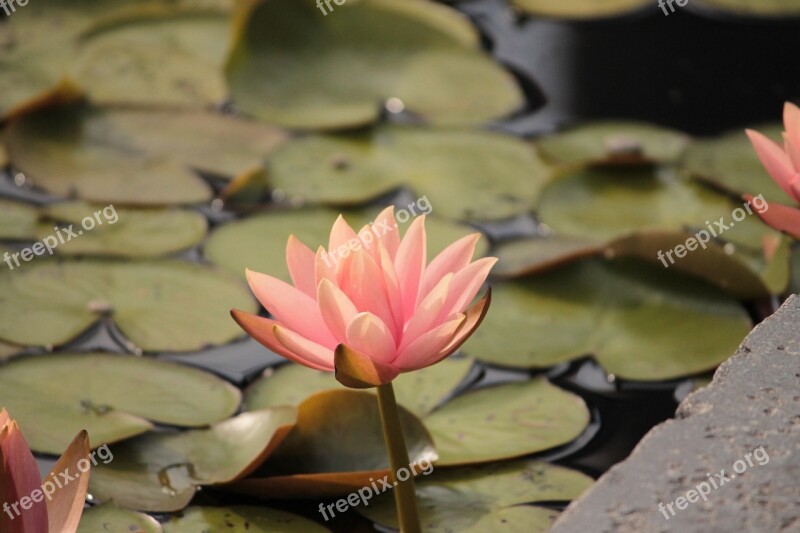 Lilly Pad Lilly Flower Waterlily Lily