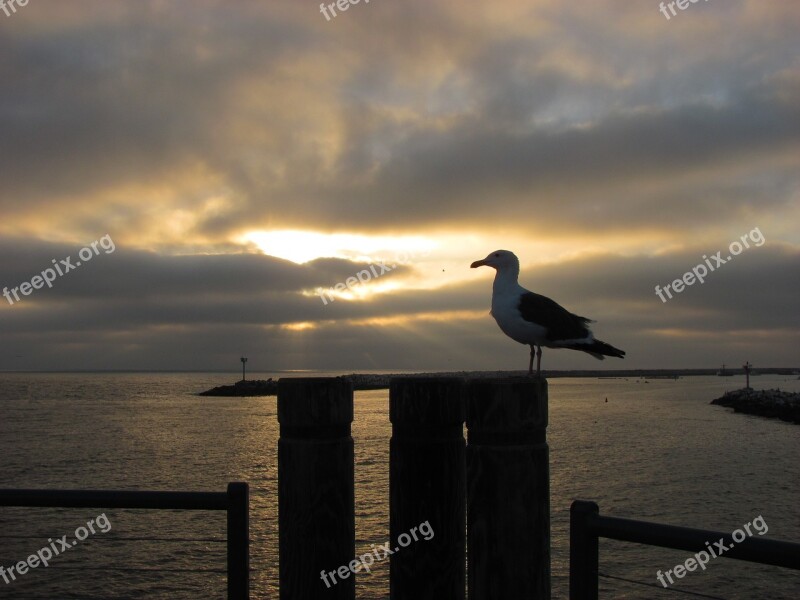 Seagull Sunset Pier Boardwalk Sky