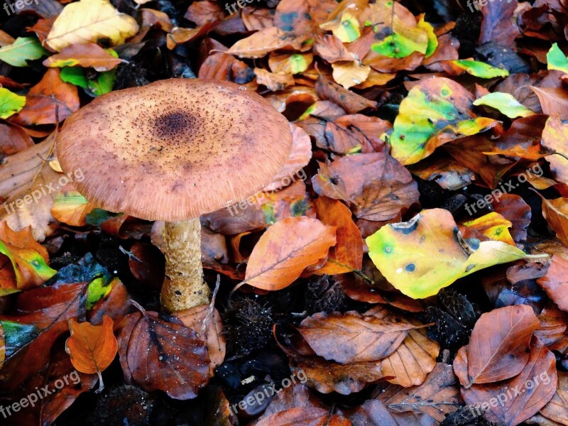 Mushroom Autumn Forest Leaves Nature