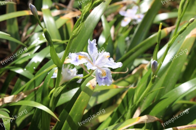 Tokyo Metropolitan Area Hachioji-shi Mt Takao Iridaceae Saga