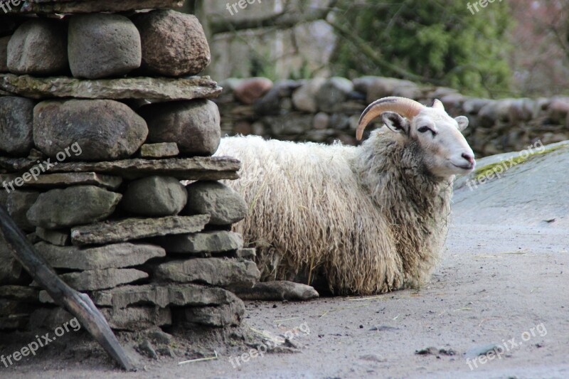 Goat A Lone Animal Lying Resting