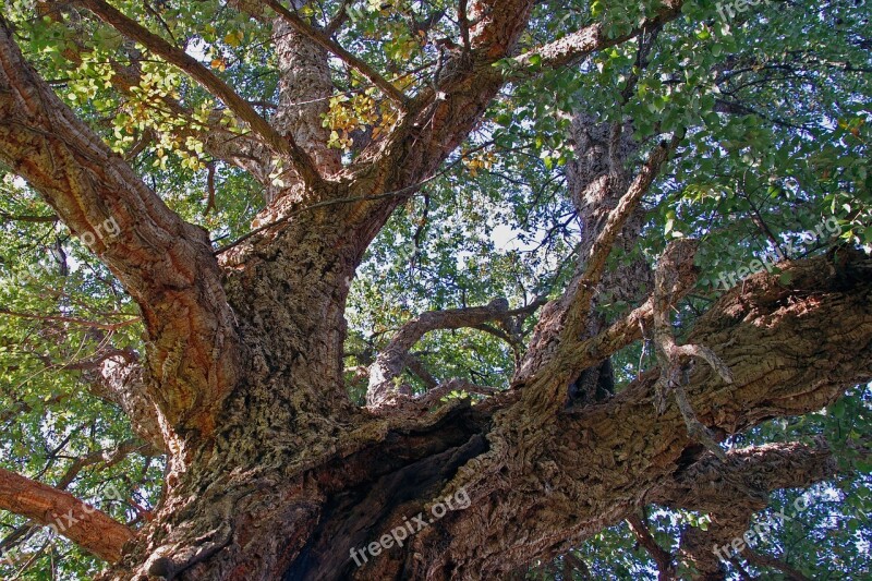 Oak Cork Quercus Suber Evergreen Tree