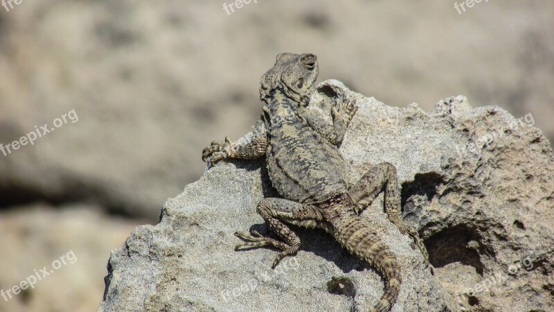 Cyprus Lizard Kurkutas Reptile Fauna