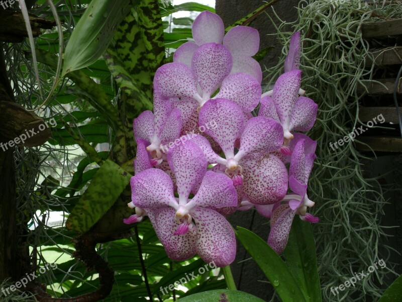 Orchid Hothouse Greenhouse Botanical Flora