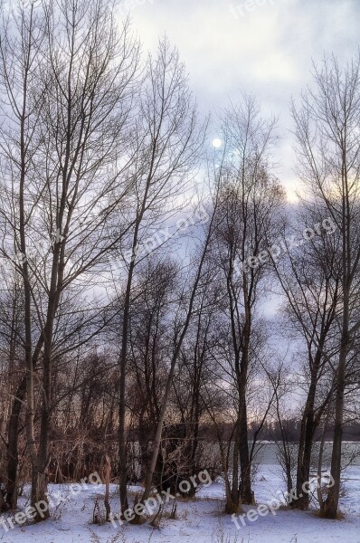 Winter Tree Trees Snow Landscape