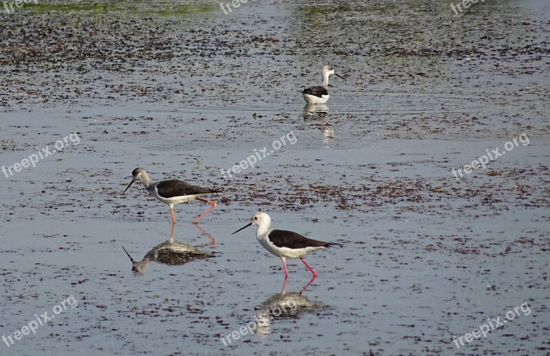 Bird Black-winged Stilt Common Stilt Pied Stilt Himantopus Himantopus