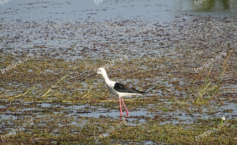 Bird Black-winged Stilt Common Stilt Pied Stilt Himantopus Himantopus