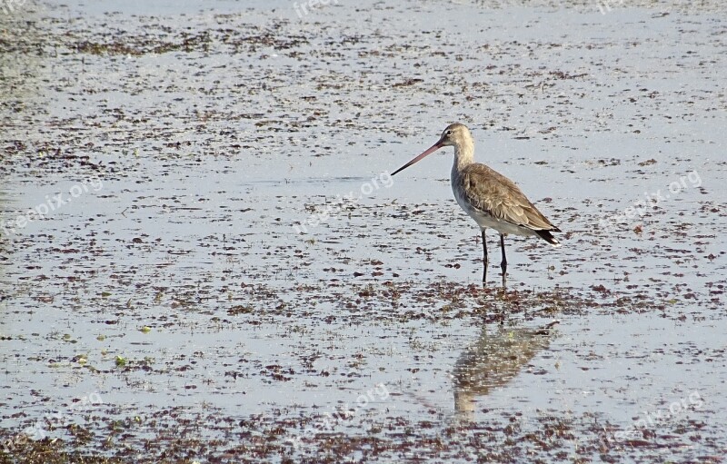 Bird Black-tailed Godwit Limosa Limosa Long-legged Long-billed