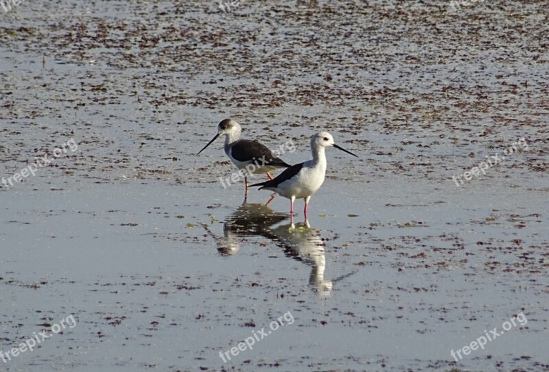 Bird Black-winged Stilt Common Stilt Pied Stilt Himantopus Himantopus