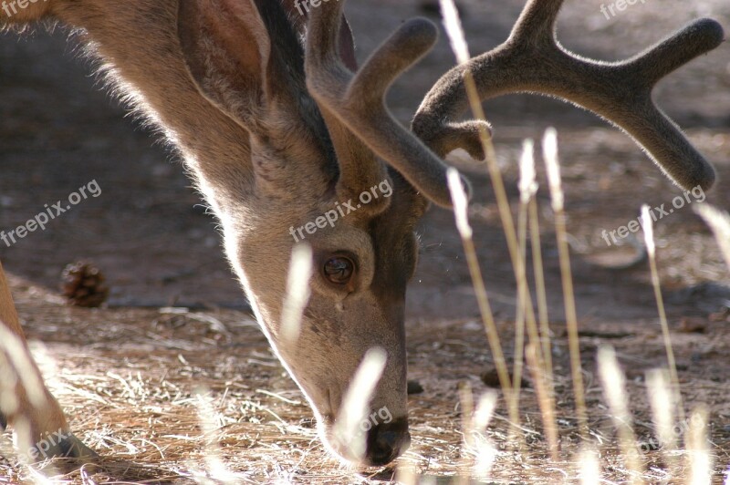 United States Grand Canyon Holiday Free Photos