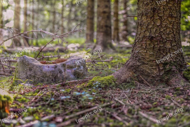 Forest Light Light Beam Sun Mood