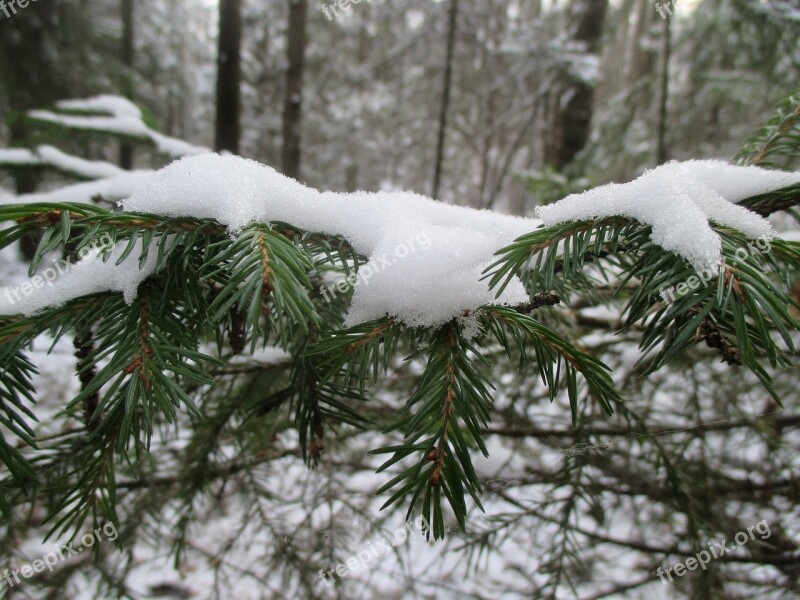 Forest The First Snow Winter Snow Nature