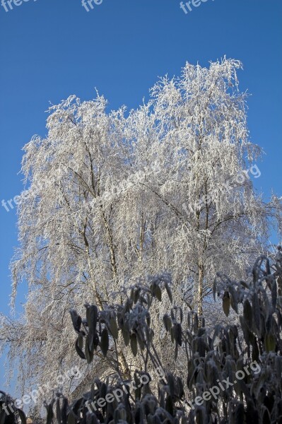 Frost Tree Nature Cold Icy