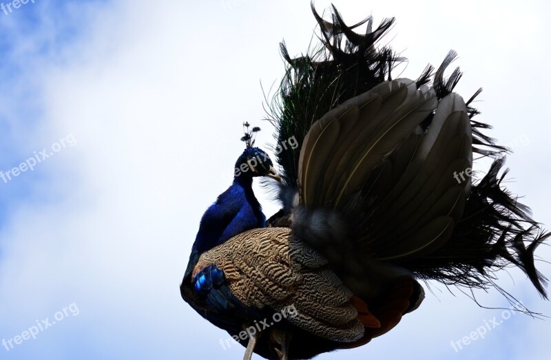 Peacock Galliformes Pavo Cristatus Bird Ornamental Birds