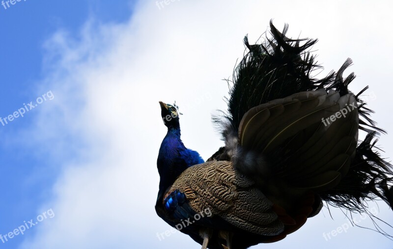 Peacock Galliformes Pavo Cristatus Bird Ornamental Birds