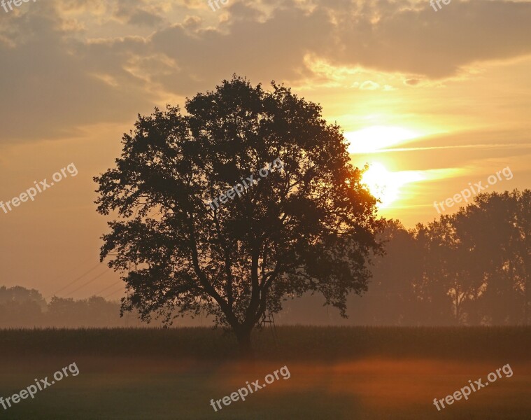 Morning Sun Ground Fog Single Tree Cornfield Münsterland