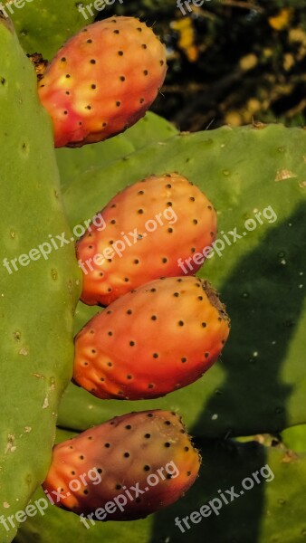 Prickly Pear Plant Cactus Nature Mediterranean