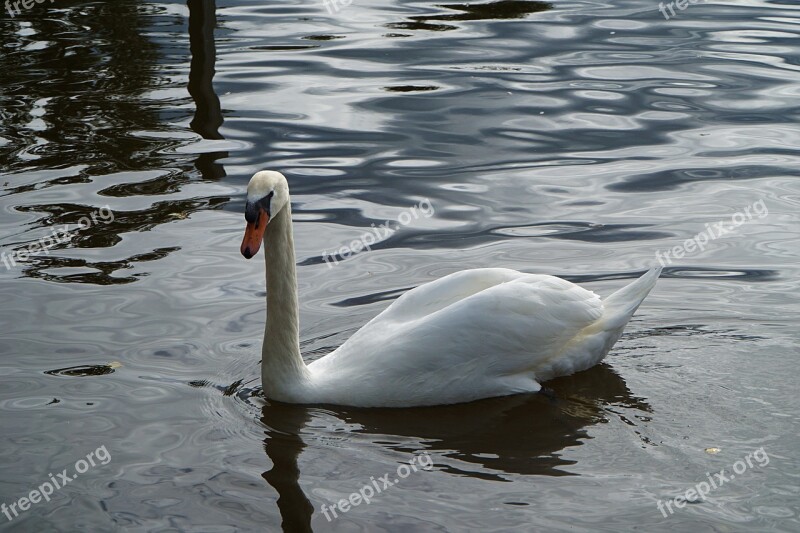 Swan White Water Bird Swim