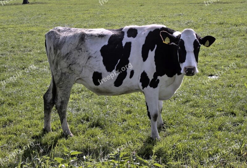 Cow Animal Farm Field Mammal