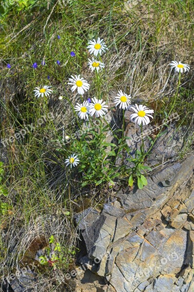 Daisy Nature Flower Plant Stone